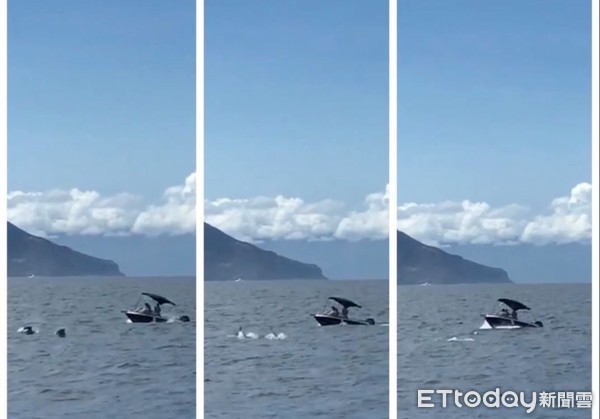 ▲衝撞鯨豚。(圖/記者許宥孺翻攝) ▲衝撞鯨豚。(圖/記者許宥孺翻攝)