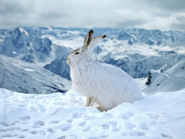 ▲看似溫馨的小白兔親吻雪人，下一秒雪人鼻子被兔子吃了！（示意圖／取自免費圖庫pixabay）