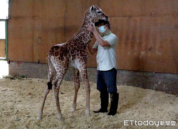 動物園長頸鹿小麥二胎寶寶出生。（圖／台北市立動物園提供）