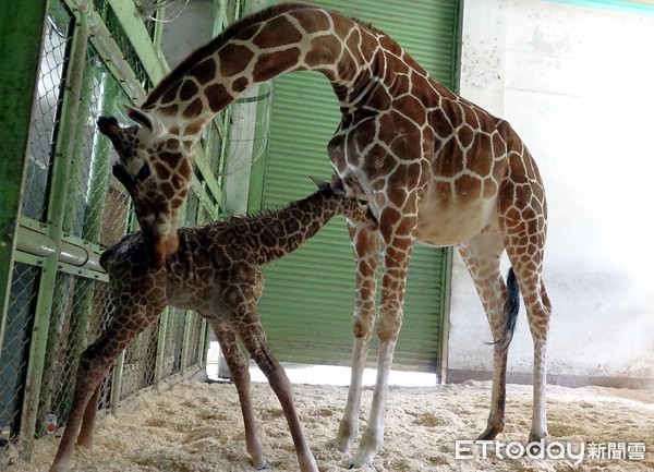 動物園長頸鹿小麥二胎寶寶出生。（圖／台北市立動物園提供）