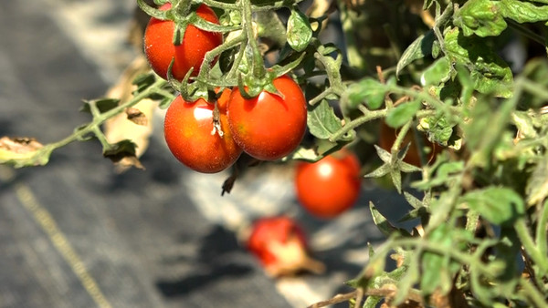 ▲鹹甘涮嘴的特別滋味! 開箱「鹽地小番茄」好吃秘密。(圖/記者謝婷婷攝) ▲鹹甘涮嘴的特別滋味! 開箱「鹽地小番茄」好吃秘密。(圖/記者謝婷婷攝)