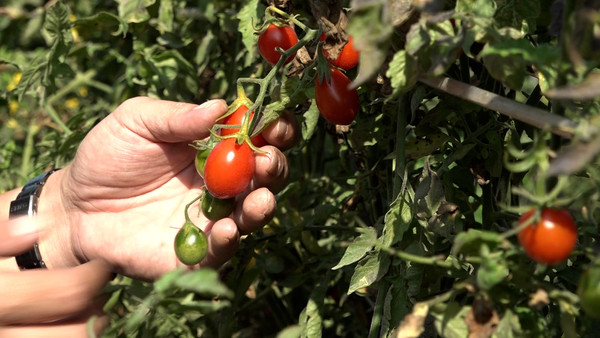 ▲鹹甘涮嘴的特別滋味! 開箱「鹽地小番茄」好吃秘密。(圖/記者謝婷婷攝) ▲鹹甘涮嘴的特別滋味! 開箱「鹽地小番茄」好吃秘密。(圖/記者謝婷婷攝)