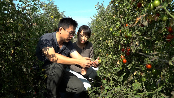 ▲鹹甘涮嘴的特別滋味! 開箱「鹽地小番茄」好吃秘密。(圖/記者謝婷婷攝) ▲鹹甘涮嘴的特別滋味! 開箱「鹽地小番茄」好吃秘密。(圖/記者謝婷婷攝)