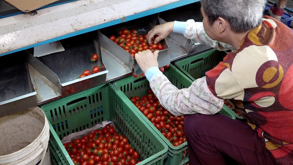 ▲鹹甘涮嘴的特別滋味! 開箱「鹽地小番茄」好吃秘密。(圖/記者謝婷婷攝) ▲鹹甘涮嘴的特別滋味! 開箱「鹽地小番茄」好吃秘密。(圖/記者謝婷婷攝)