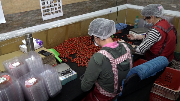 ▲鹹甘涮嘴的特別滋味! 開箱「鹽地小番茄」好吃秘密。(圖/記者謝婷婷攝) ▲鹹甘涮嘴的特別滋味! 開箱「鹽地小番茄」好吃秘密。(圖/記者謝婷婷攝)