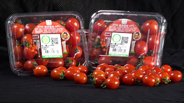 ▲鹹甘涮嘴的特別滋味! 開箱「鹽地小番茄」好吃秘密。(圖/記者謝婷婷攝) ▲鹹甘涮嘴的特別滋味! 開箱「鹽地小番茄」好吃秘密。(圖/記者謝婷婷攝)