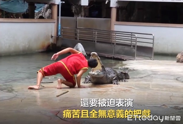 泰國動物園動物遭受不當對待。（圖／PETA提供）