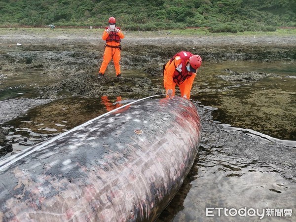 ▲▼海巡人員赴現場救援，發現擱淺鯨豚已死亡。（圖／第一三岸邊巡隊提供，下同）