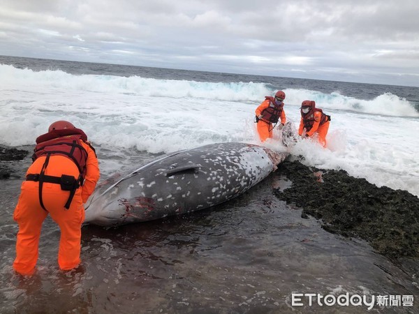 ▲▼海巡人員赴現場救援，發現擱淺鯨豚已死亡。（圖／第一三岸邊巡隊提供，下同）