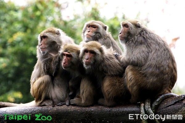 ▲寒流來了！動物禦寒各出奇招　黑猩猩喝薑茶保暖、猴子抱抱取暖。（圖／臺北市立動物園提供。）