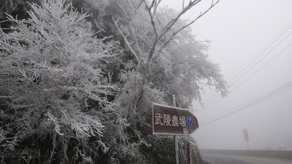 ▲▼思源埡口霧淞。（圖／武陵農場提供）