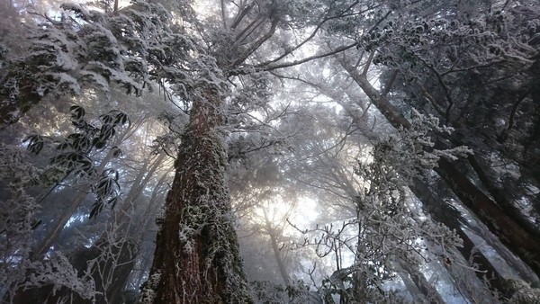 ▲太平山猶如一座「冰雪童話世界」。（圖／翻攝自太平山國家森林遊樂區粉專）