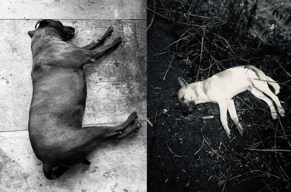 ▲▼ 。(圖/翻攝自臉書/新竹市浪愛傳遞貓狗tnvr協會) ▲▼ 。(圖/翻攝自臉書/新竹市浪愛傳遞貓狗tnvr協會)