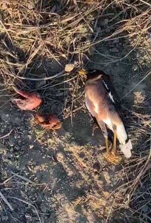 ▲▼ 。(圖/翻攝自臉書/新竹市浪愛傳遞貓狗tnvr協會) ▲▼ 。(圖/翻攝自臉書/新竹市浪愛傳遞貓狗tnvr協會)