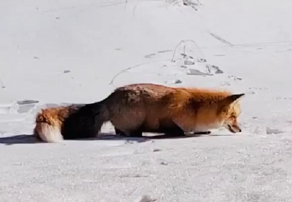 ▲▼狐狸歪頭盯洞穴...下秒跳起來「筆直插進雪裡」　成功挖到寶！（圖／翻攝自Instagram:adam_braden）
