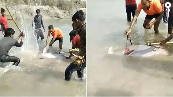 ▲印度村民殘忍虐殺海豚畫面曝光，震驚印度社會。（圖／翻攝自推特）