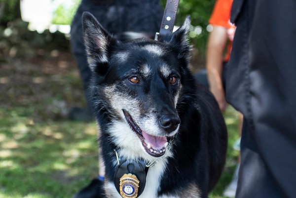警犬Ruby。（圖／翻攝自Rhode Island State Police）