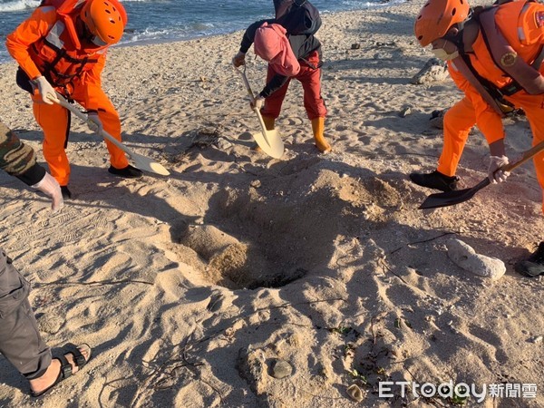 ▲海巡署第6岸巡隊人員處理核三廠死亡鯨豚             。（圖／記者陳崑福翻攝）