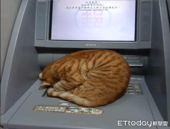 ▲蘭嶼ATM「長出橘貓」！螢幕顯示暫停服務　網萌暈：快提領回家。（圖／網友Meichen Lin提供，請勿隨意翻拍，以免侵權。）