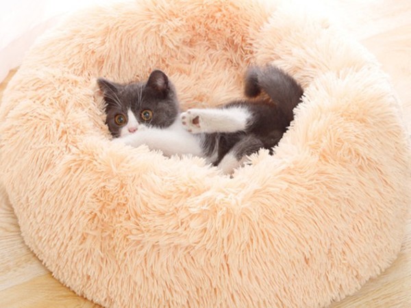 超多人買「絨毛窩」貓咪真的愛嗎？　網友曝真實經驗：一進去就不出來了