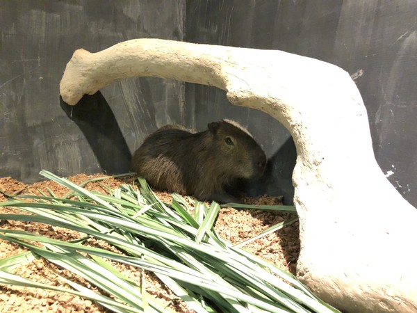 ▲新竹市立動物園近日多了呆萌水豚。（圖／新竹市立動物園提供）