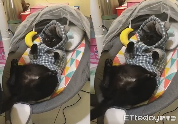 ▲黑貓乖躺椅「搖搖入睡」比嬰兒好哄！　網融化：好大隻的寶寶。（圖／飼主萍萍提供）