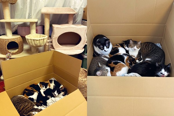 ▲▼貓咪只躺紙箱。（圖／翻攝自Twitter／@nekoyama373）