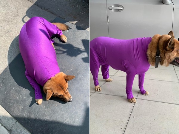 ▲▼狗狗穿反紫色緊身衣變爆漿大茄子。（圖／有點毛毛的／網友Ophelia Huang提供）