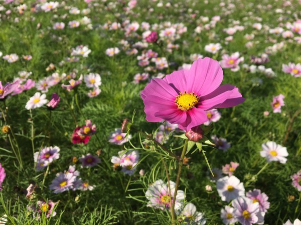 ▲美堤河濱公園波斯菊花海。（圖／北市水利處提供）