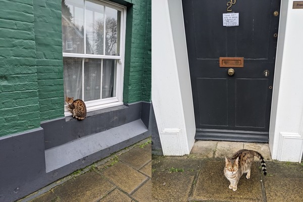 ▲貓咪卡在門外。（圖／翻攝自Twitter／@Charlietrypsin）