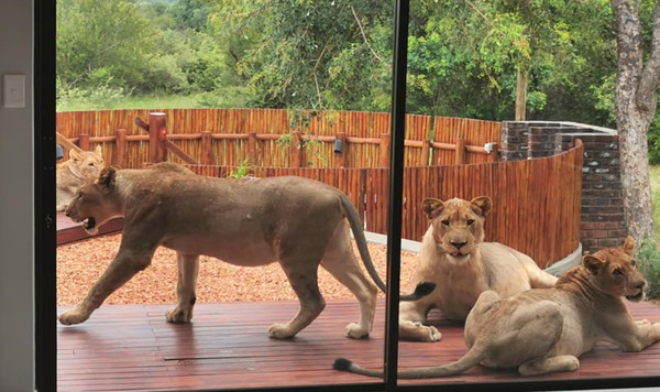 買房子附贈大貓！男屋主推開家門傻眼　6隻獅子在院子和他對看。（圖／翻攝自Facebook／David De Beer）