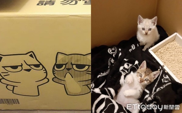 ▲2隻小貓長得跟紙箱上的貓咪一模一樣。（圖／網友米娜提供）