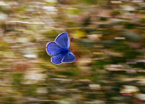 ▲▼蝴蝶。（示意圖／取自免費圖庫pixabay）