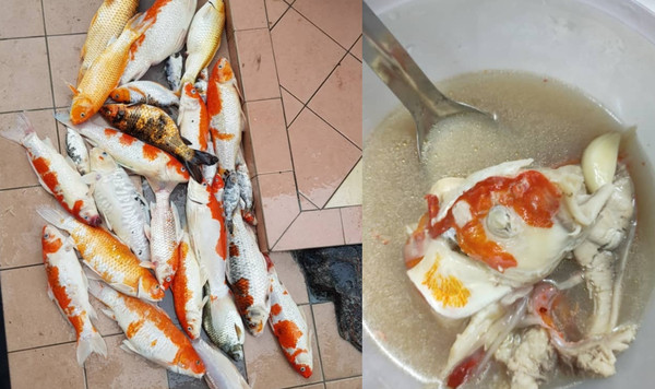 家中錦鯉全死光！　女主人把「寵物」煮成魚湯：丟掉太浪費了。（圖／翻攝自Facebook／MASAK APA TAK JADI HARI NI OFFICIAL）