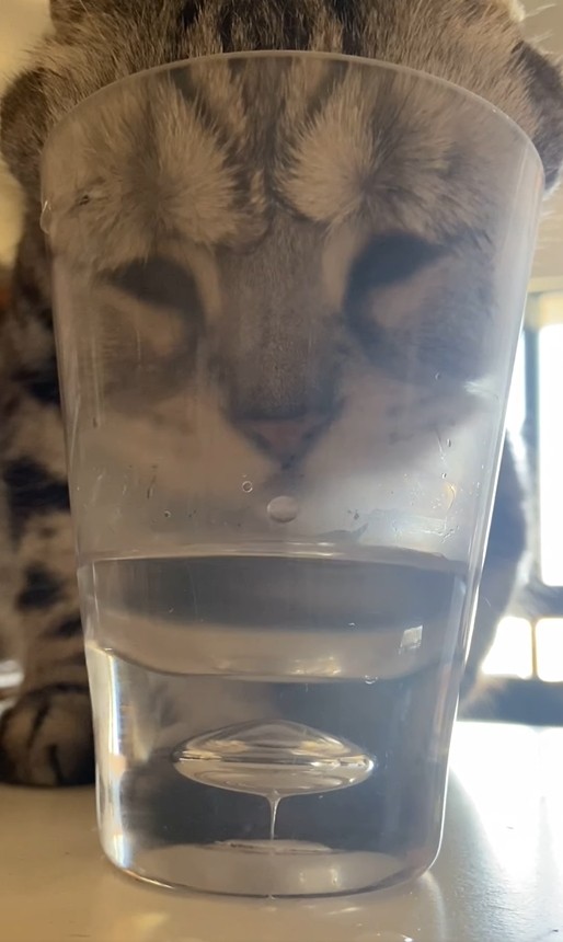 ▲▼貓咪把臉塞進杯子裡喝水。（圖／IG @lolita.hsu授權提供）
