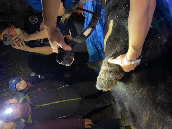 ▲▼東勢林務局展開驅熊任務，驅逐進入居民家中翻冰箱的「711黑熊」，最後卻變成救熊。（圖／東勢林管處提供）
