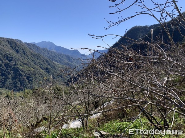 ▲▼花蓮秀林鄉高山地區因下雪造成部分桃樹植株出現枝條受損、顏色改變等凍害情形。(圖／花蓮縣政府提供，下同）