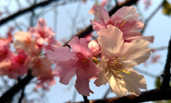 ▲北市「景化公園」種植數十棵山櫻花樹，即將於月底陸續綻放。（資料照／公園處提供）