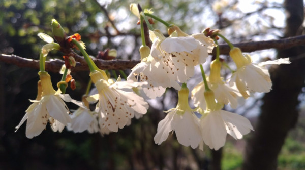 ▲北市「景化公園」種植數十棵山櫻花樹，即將於月底陸續綻放。（資料照／公園處提供）