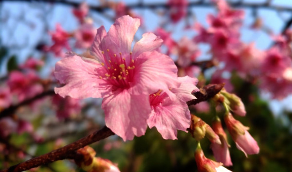 ▲北市「景化公園」種植數十棵山櫻花樹，即將於月底陸續綻放。（資料照／公園處提供）