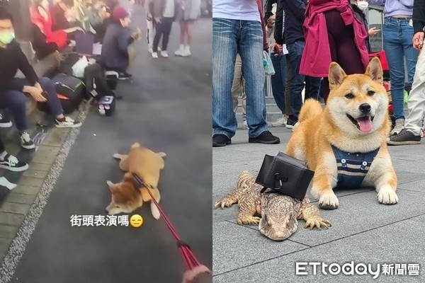 ▲▼柴犬秘魯。（圖／粉專「柴犬小公主妹妹之我有個超級愛我的把拔」授權提供）