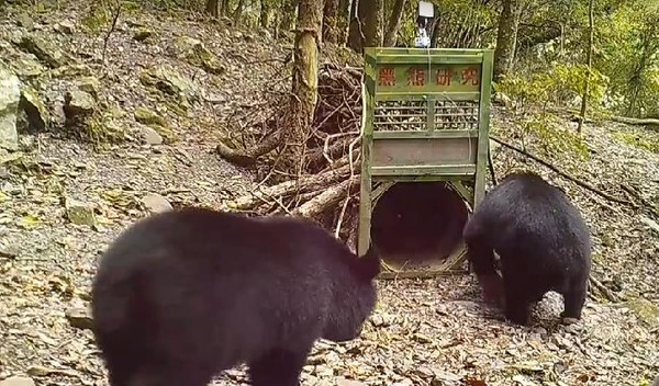 ▲玉管處監測塔塔加驚現黑熊家族，粗估至少6頭黑熊。（圖／玉管處提供）