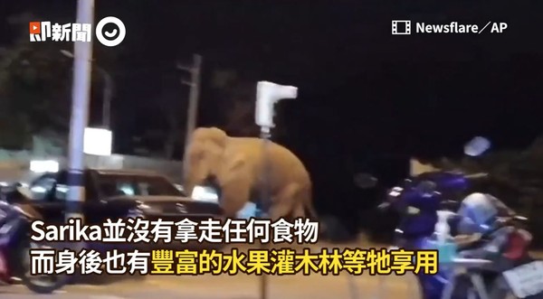 ▲▼泰國大象聞到燒烤味後走上街頭。（圖／即新聞／Newsflare／AP）