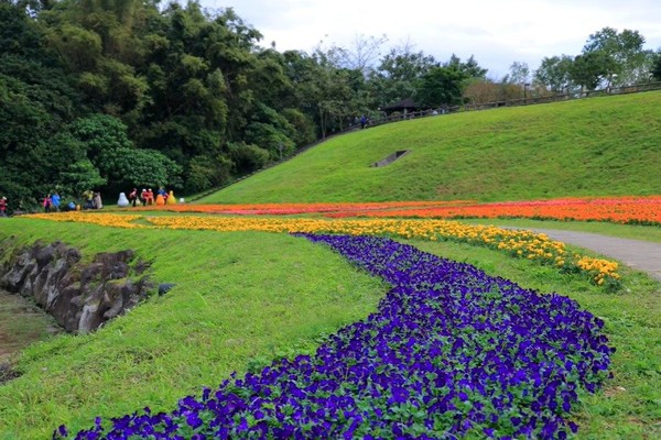 ▲大溝溪生態治水園區花海。（圖／臺北市政府工務局水利工程處提供）