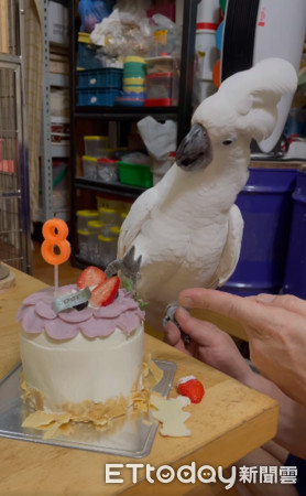 ▲鸚鵡Doremi8歲了！家人唱生日歌牠開心跳舞　還自己吹熄蠟燭。（圖／網友吳小琪提供，請勿隨意翻拍，以免侵權。）