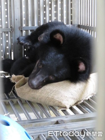 ▲台東林管處公開感謝去年協助通報讓崁頂黑熊得以獲救的族人。（圖／記者楊漢聲翻攝）