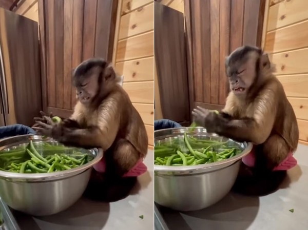 ▲▼猴子幫忙挑菜折豆子臉超猙獰。（圖／翻攝自TikTok@gaitlyn.rae）