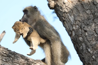 獅子王再現！狒狒「高舉走失小獅子」保護　盤點2020年4組最暖心動物