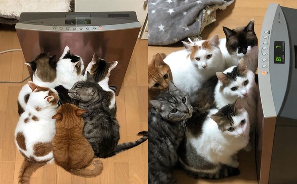 ▲▼貓咪擠在電暖器前。（圖／翻攝自Instagram／@kibimomo）