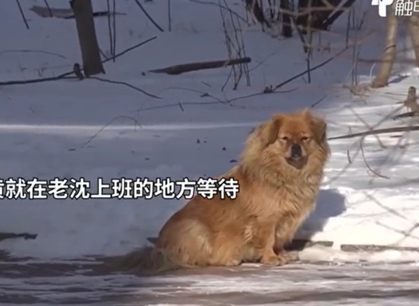 遼寧版忠犬八公。（圖／微博@觸電新聞）